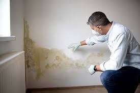 Trusted Port Orange, FL Mold Removal Services Experts